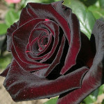 Троянда Блек Баккара (Black Baccara)