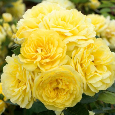 Троянда Фрезія (Friesia)