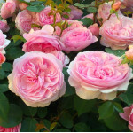 Троянда Піоновидна (Pion rose)