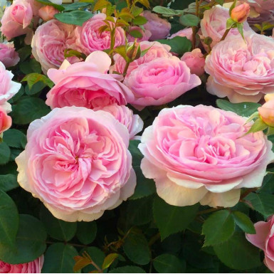 Троянда Піоновидна (Pion rose)