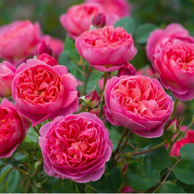 Троянда Піоновидна (Pion rose)