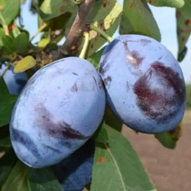Саджнці сливи Амерс