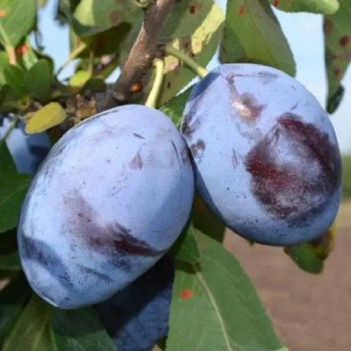 Саджнці сливи Амерс
